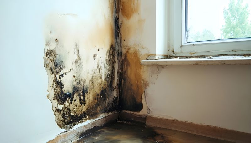 Basement Mold Removal in Jupiter, FL