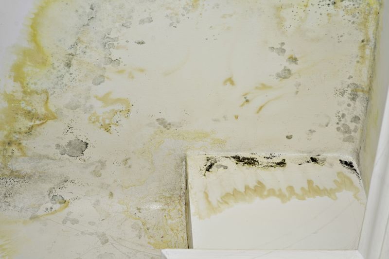 Black Mold Remediation in Jupiter, FL