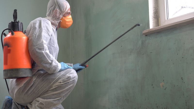 Black Mold Removal in Denton, TX