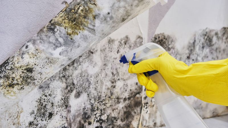 Mold Abatement in Broward County, FL
