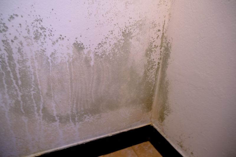 Mold Abatement Service in Dallas, TX