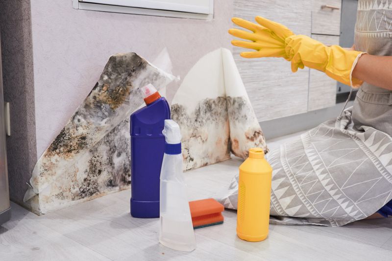 Mold Abatement Service in Boca Raton, FL