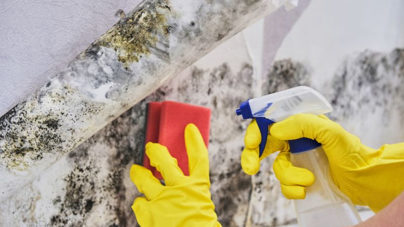 Mold Remediation Service in Fort Worth, TX
