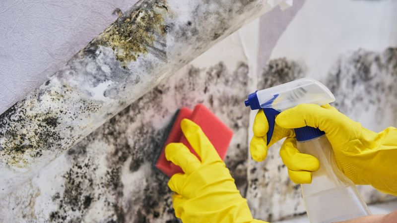 Attic Mold Removal in West Palm Beach, FL