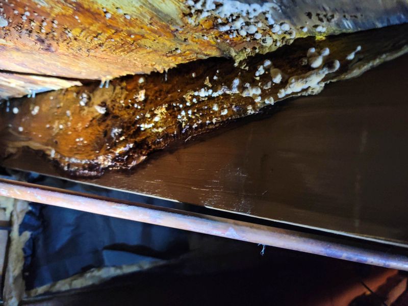 Basement Mold Remediation in Dallas, TX